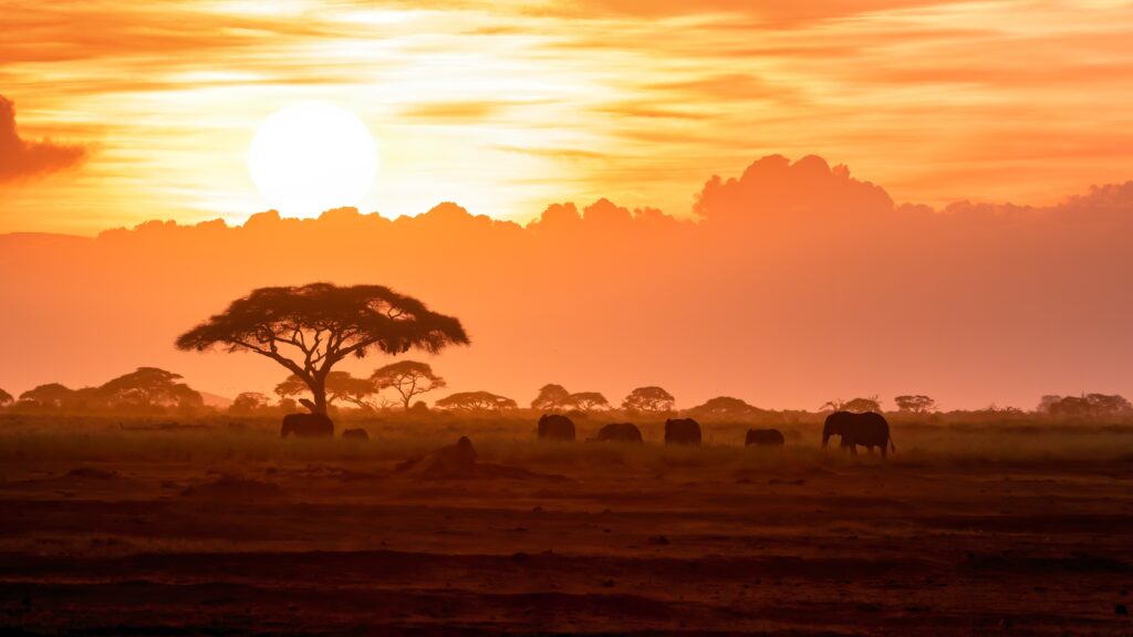 A herd of African elephants walk across the open plains of Amboseli National Park at sunset. The image is representative of the upcoming fellowship deadlines for a program in wildlife conservation.
